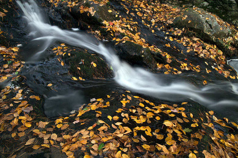 满是落叶的小溪流