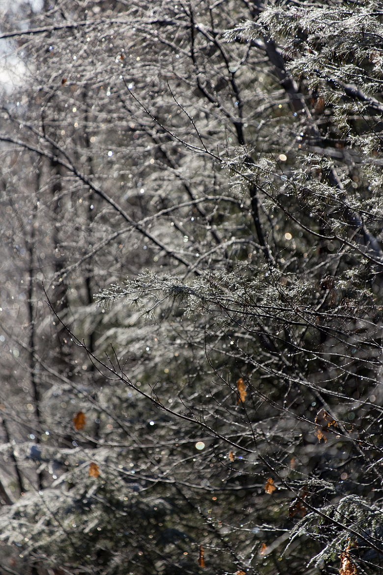 冬天冬季积雪融化树枝