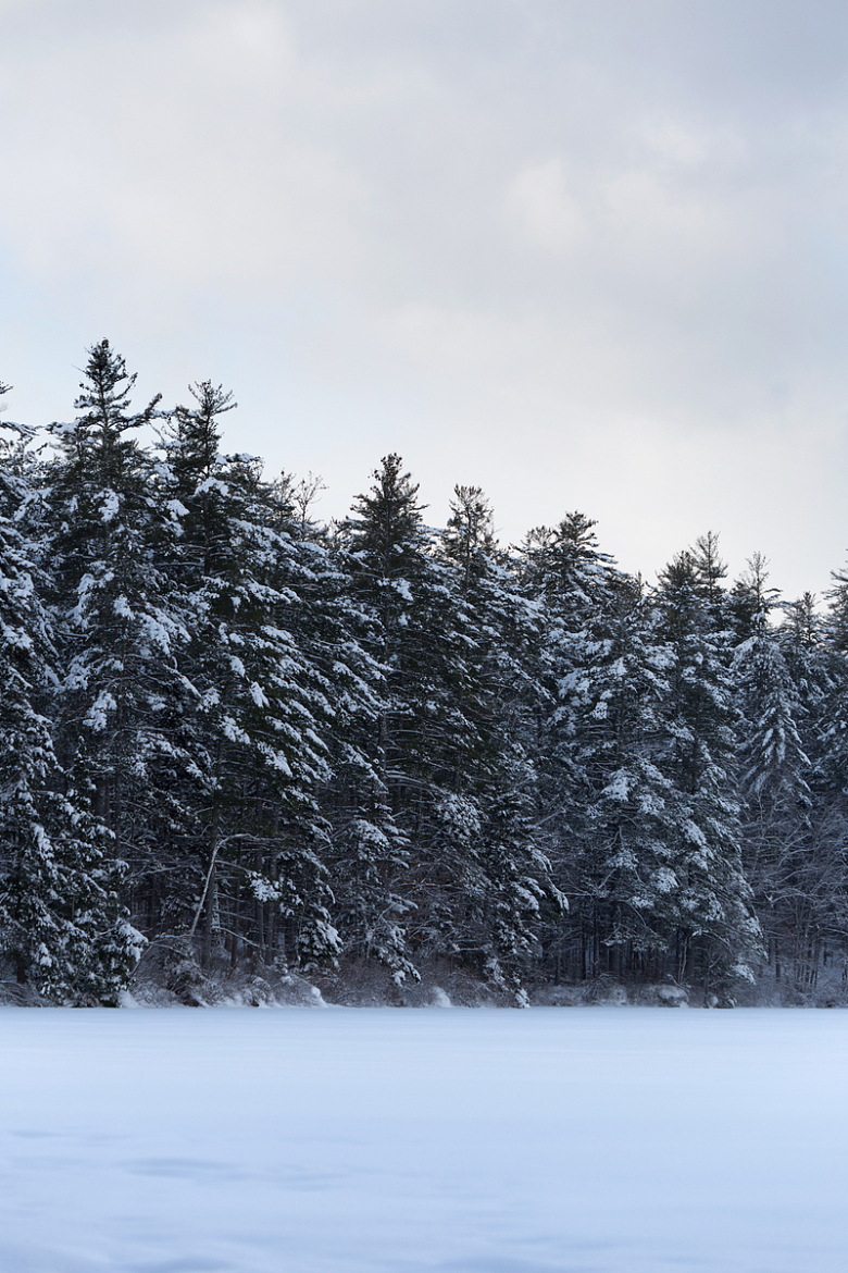 冬天冬季雪山积雪松树