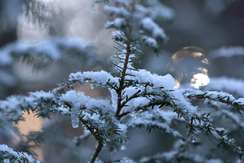 冬天冬季雪山积雪松树