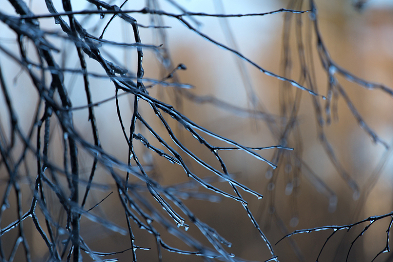 冬天冬季树枝结冰