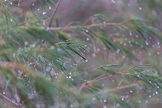 松针上的露珠松树阴雨天