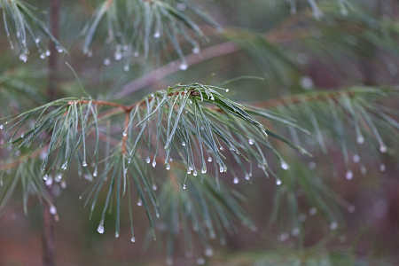 冻雨后的松针