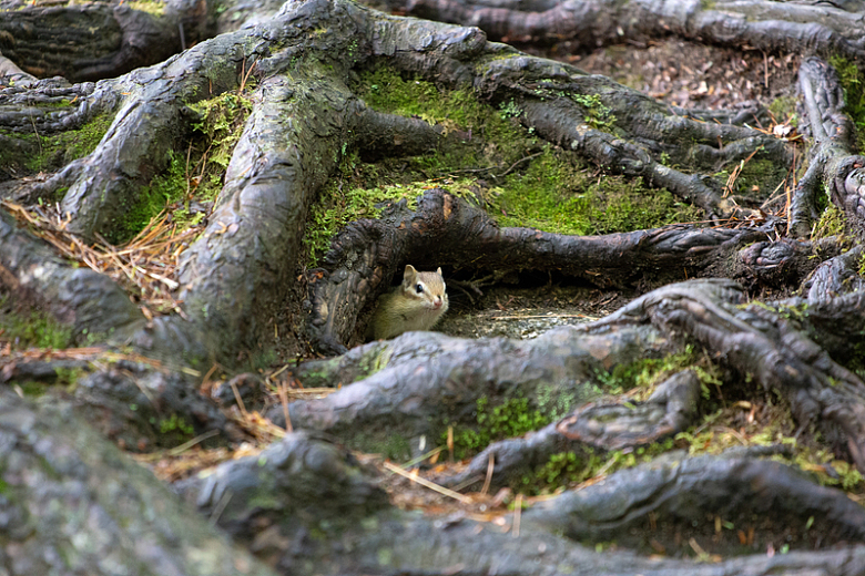 树根下的花栗鼠