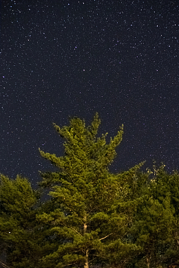 星空下的松树