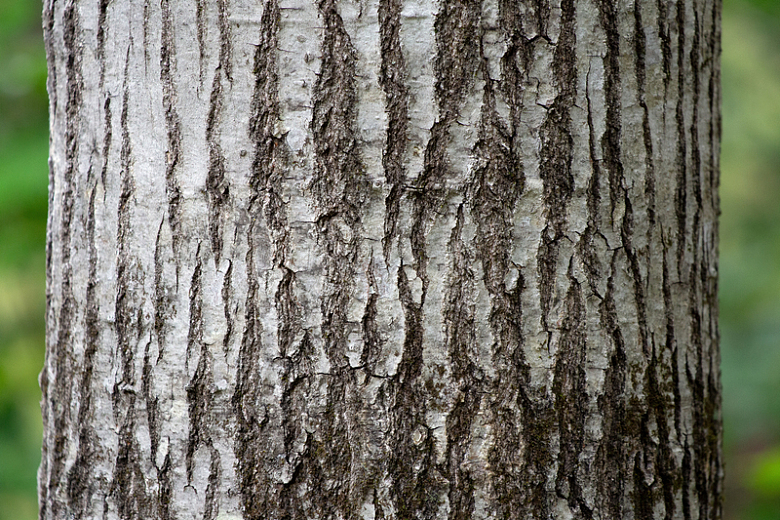 树皮树干纹理摄影