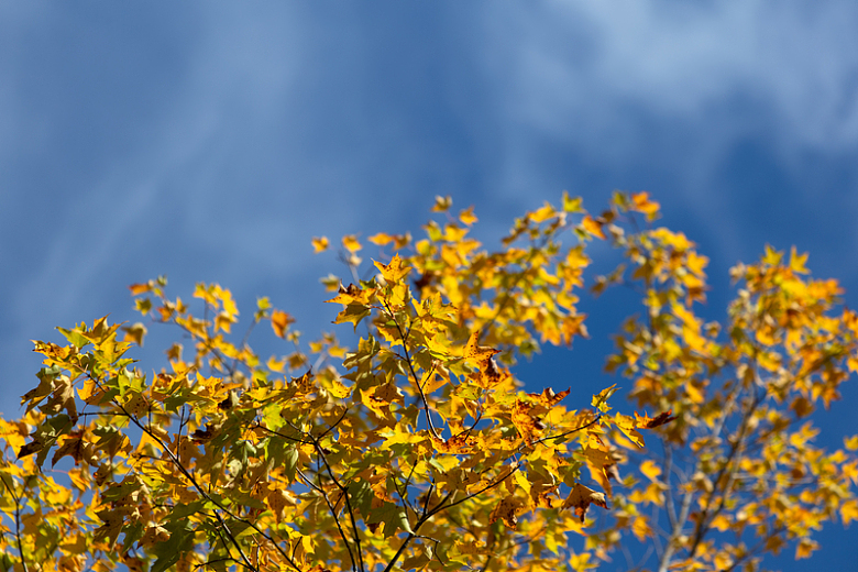 蓝天下的金色树叶