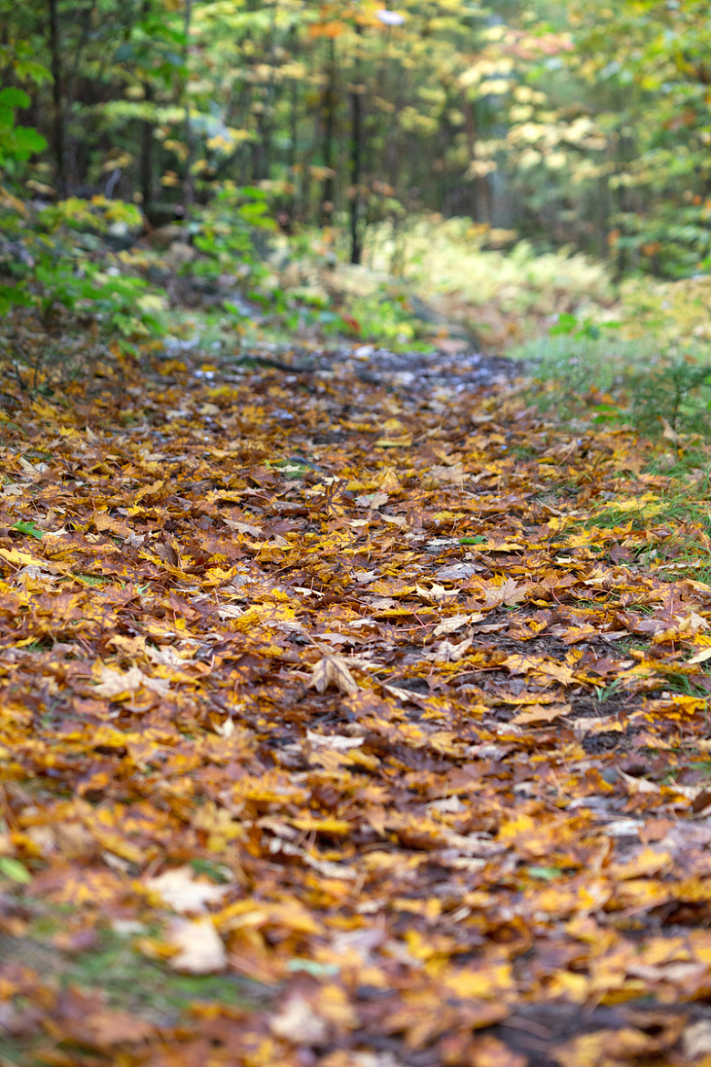 树叶覆盖的路径