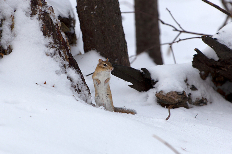 雪中的花栗鼠