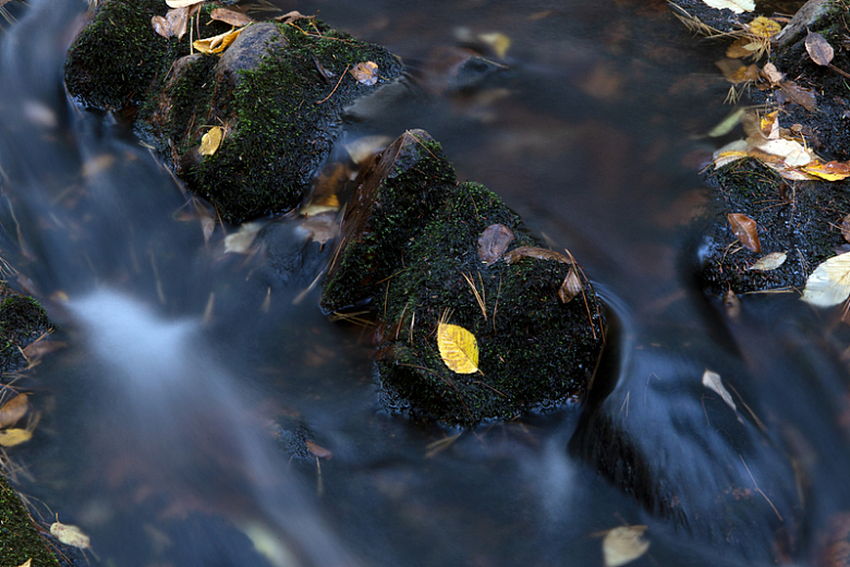 溪流中的落叶