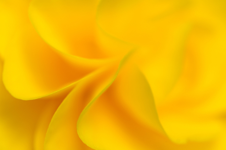黄色花瓣的波浪纹理