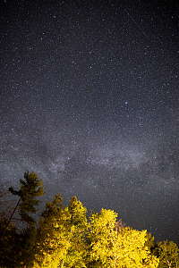 星空下的树林