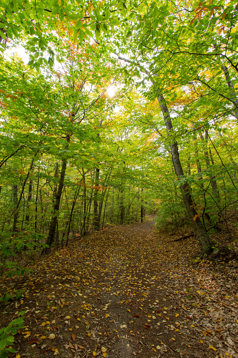 美丽的秋天树林小径