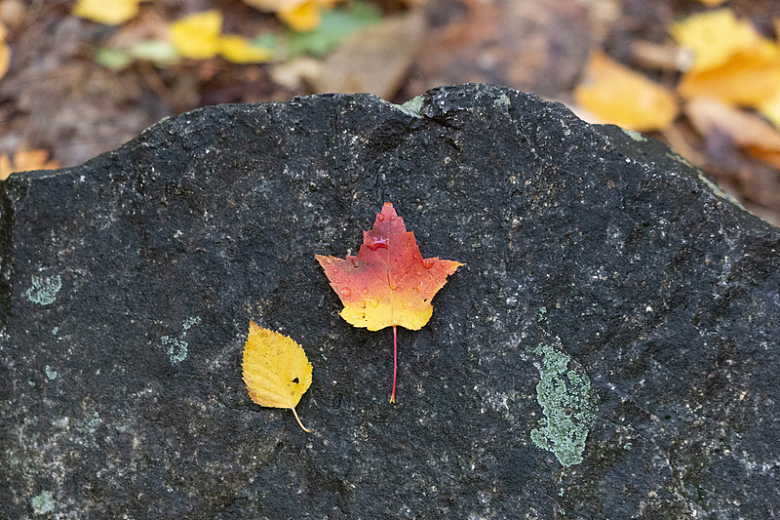 岩石上的秋叶