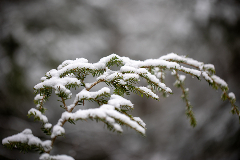 积雪雾凇树上的新雪