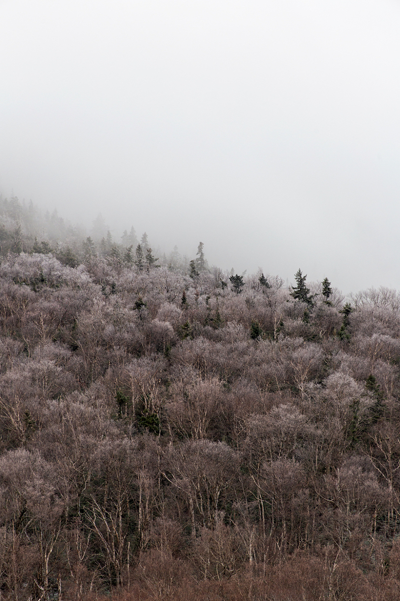 浓雾下的冬季森林