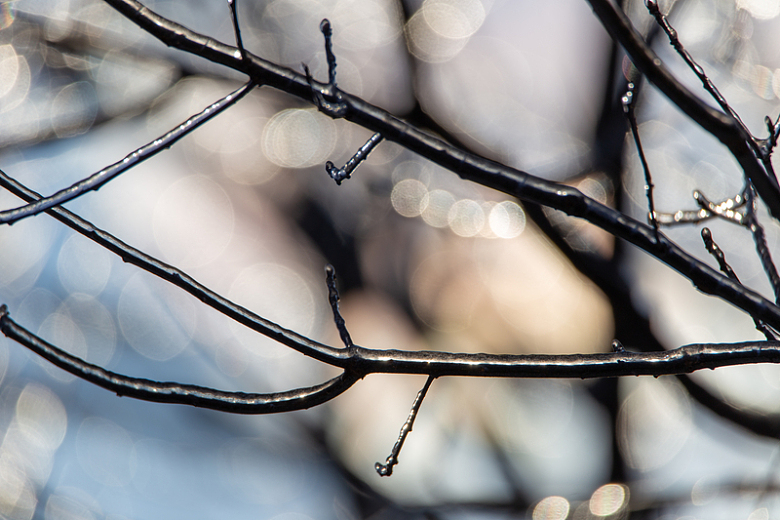 结冰的树枝挂满冰珠的树枝