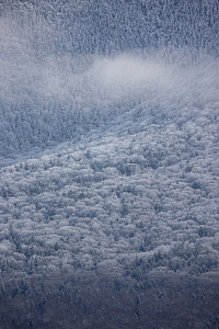 冬季降雪的森林