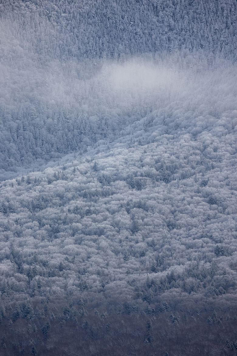 冬季降雪的森林