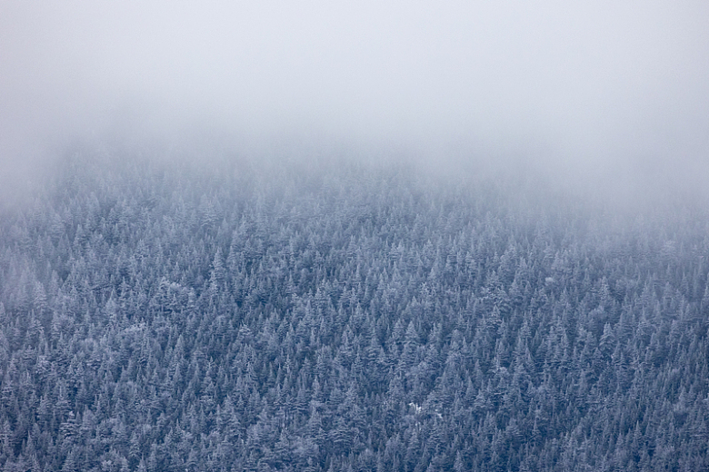 冬季树木上的薄雾