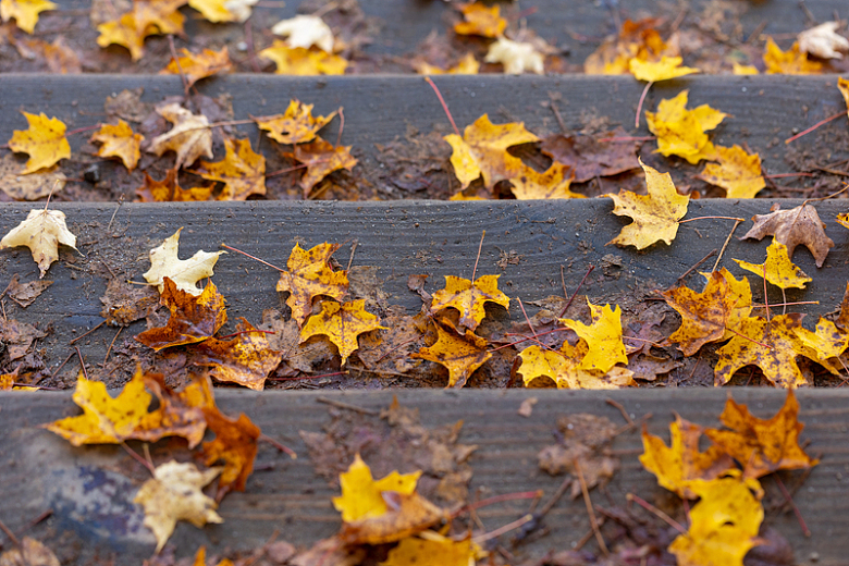 木台阶上的秋叶