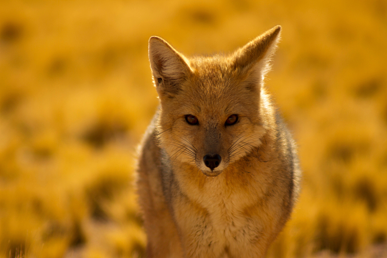沙漠狐狸动物野外