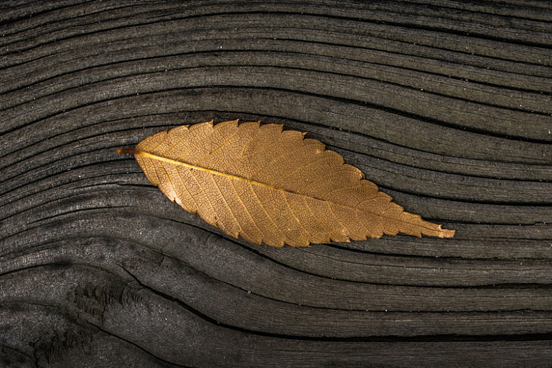 落叶枯叶秋天秋季木板木纹