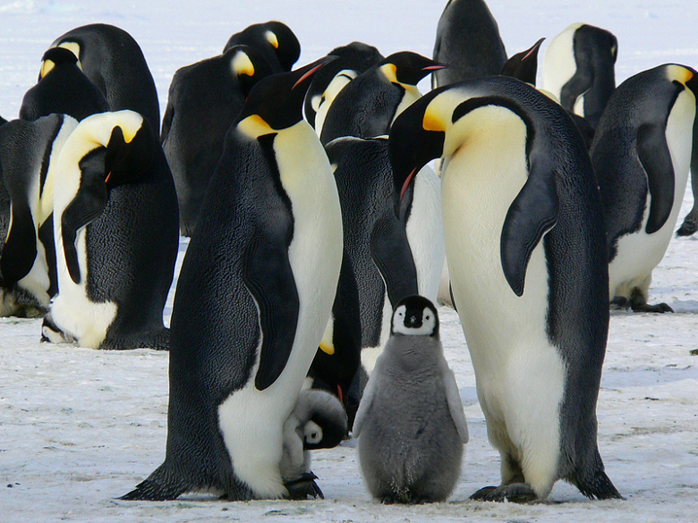 企鹅北极动物积雪