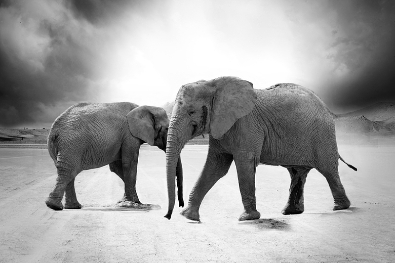 非洲大象动物黑白