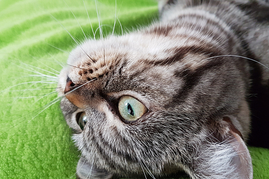猫宠物特写动物