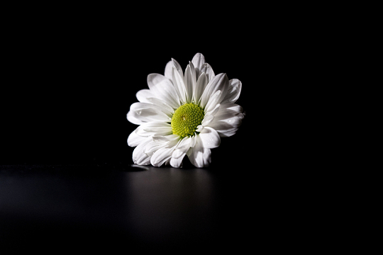 深色花朵雏菊鲜花