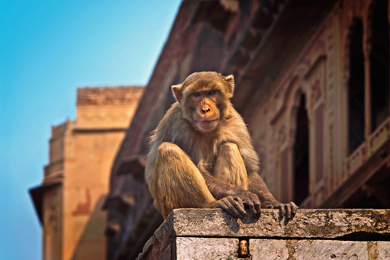 猴子印度动物野生