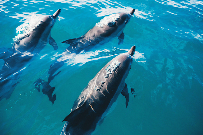 海豚海洋动物水面摄影