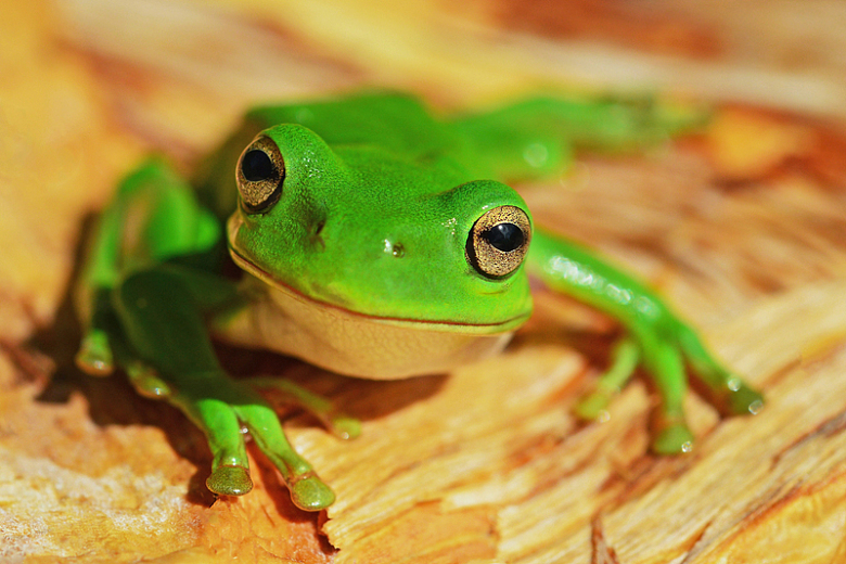 绿色青蛙动物特写