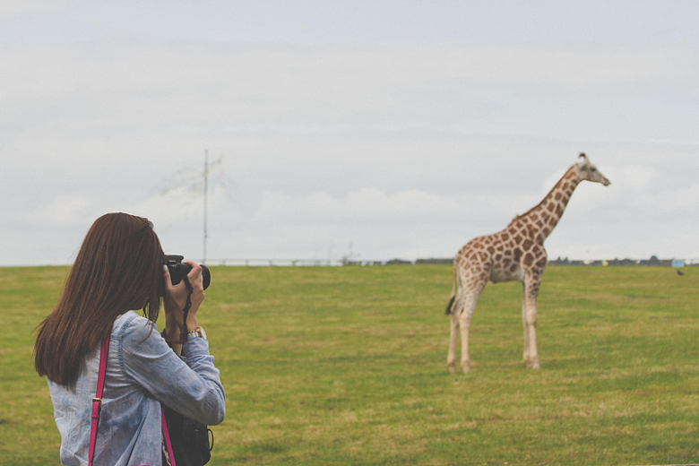长颈鹿拍照女人草原