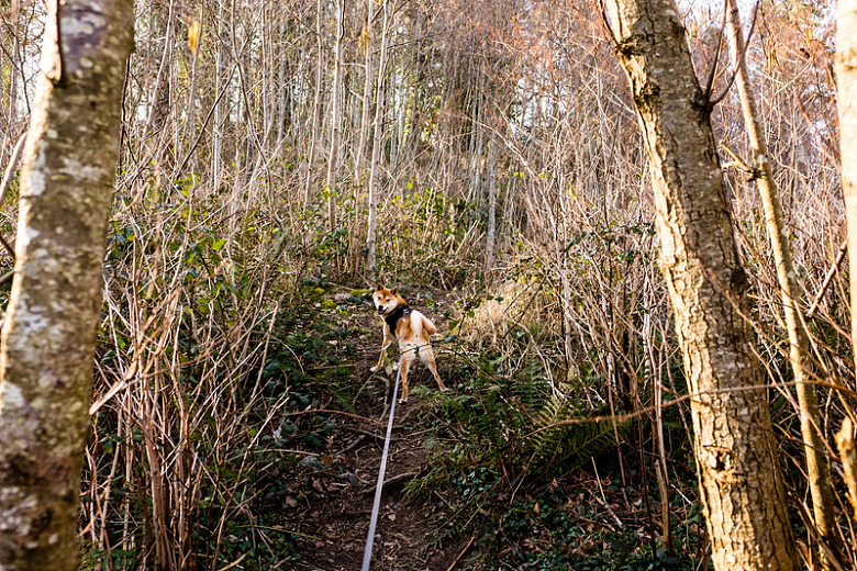 徒步旅行狗宠物森林