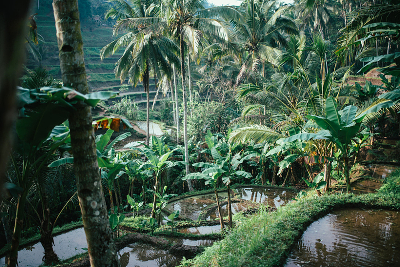 巴厘岛棕榈树梯田自然景观