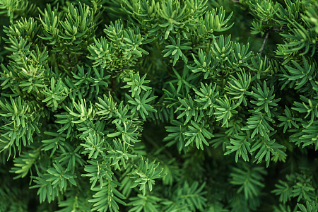 绿色灌木植物背景
