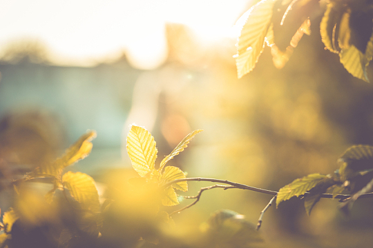 秋季树叶阳光摄影