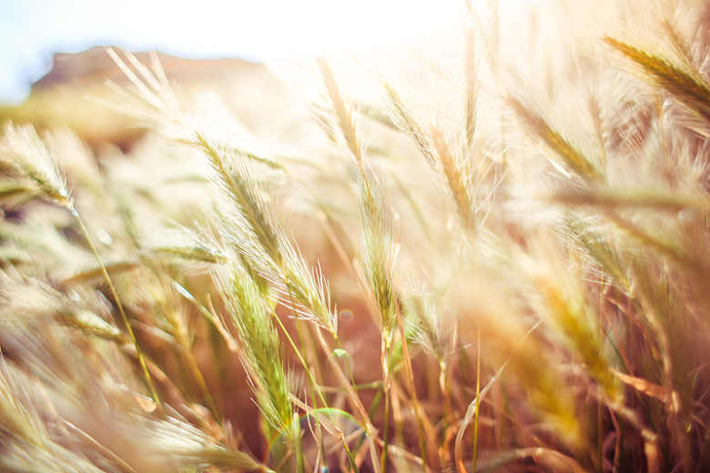 小麦自然阳光特写