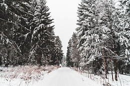 白雪覆盖道路树木