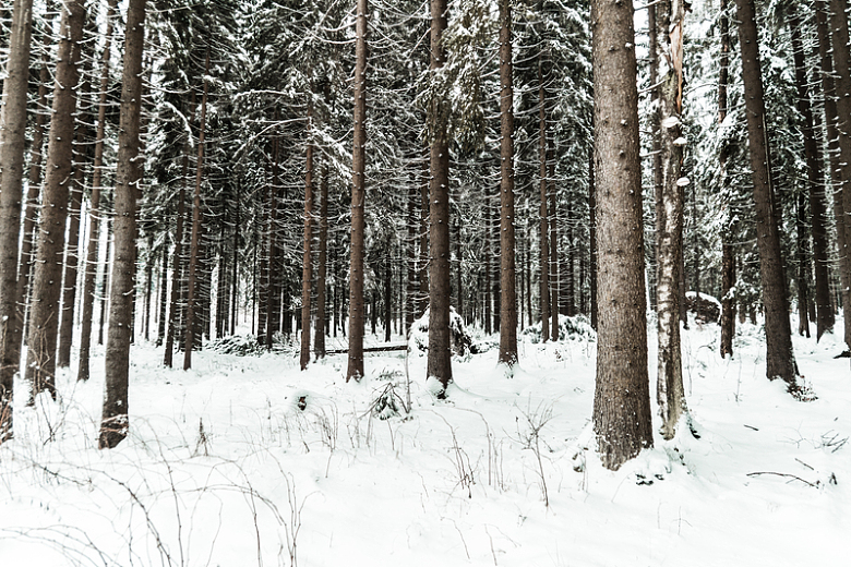 森林雪地积雪树木