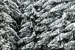 积雪覆盖针叶树特写背景