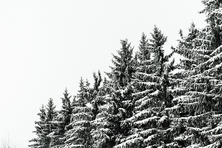 白雪覆盖针叶树木