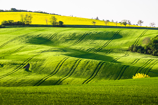 绿地草地自然景观