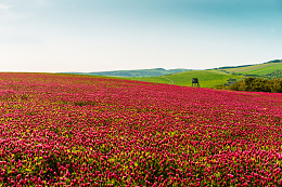 红色深红三叶草田野