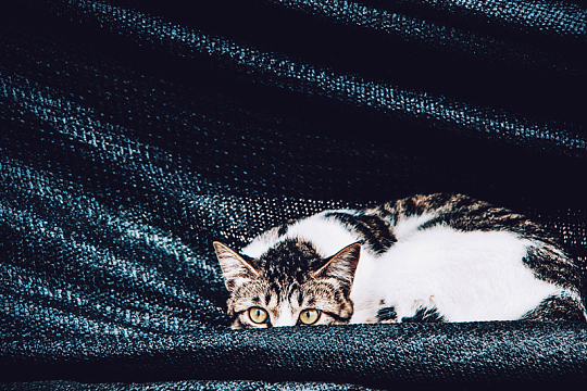 布料猫宠物动物