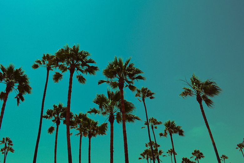 洛杉矶棕榈树树木天空