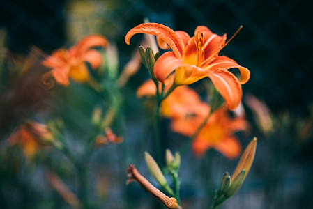 鲜艳橙色花朵鲜花