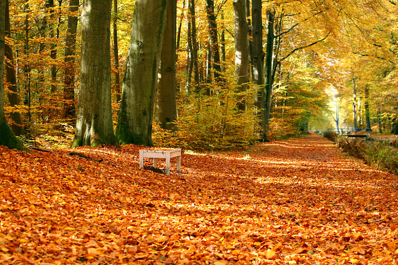秋季秋天落叶枯叶公园